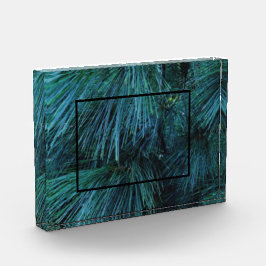 松素朴林の緑常緑樹 フォトブロック