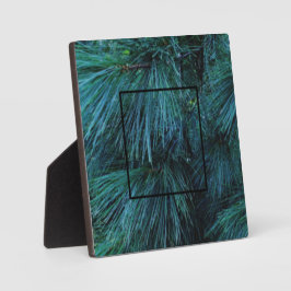 松素朴林の緑常緑樹 フォトプラーク