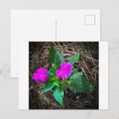松葉の中のマゼンタ色のホウセンカの花 ポストカード (正面/裏面)