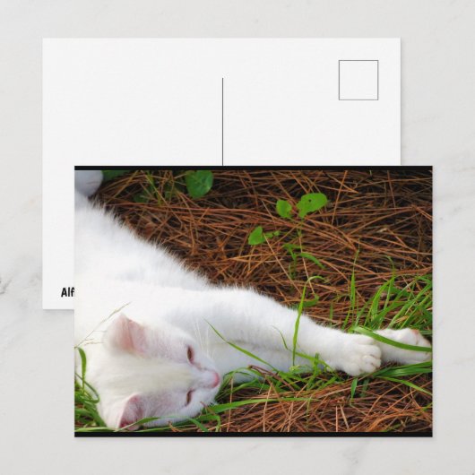 松葉の中の猫 ポストカード (正面/裏面)