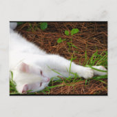 松葉の中の猫 ポストカード (正面)