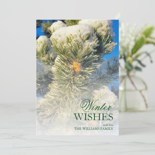 松葉の新雪 (スタンド正面)