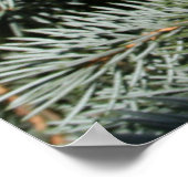 松 ポスター (角)