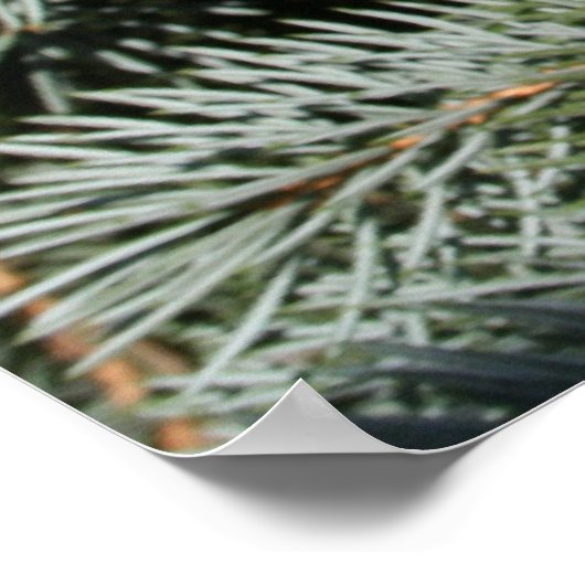 松 ポスター (角)