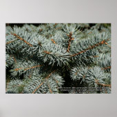 松 ポスター (正面)