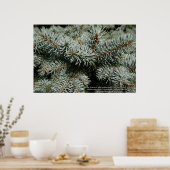 松 ポスター (キッチン)