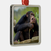 板のチンパンジーと食べ物の樹皮の木のポストカー メタルオーナメント (右)