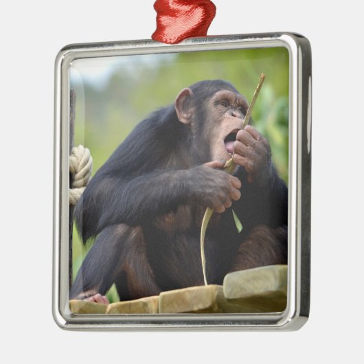 板のチンパンジーと食べ物の樹皮の木のポストカー メタルオーナメント (左)