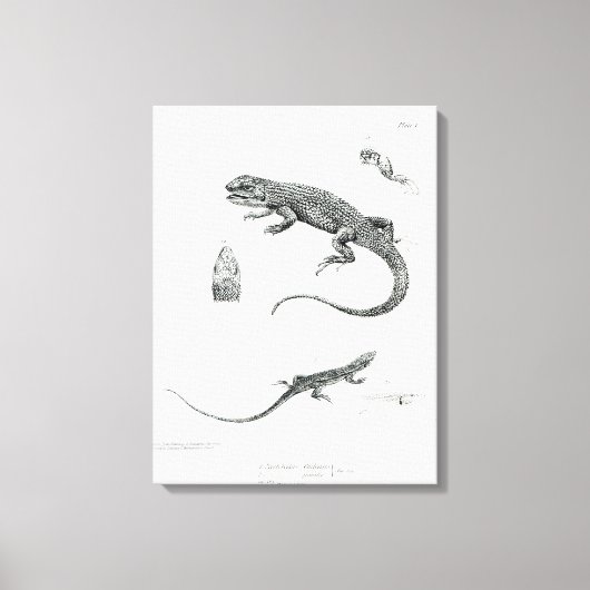 板髪イグアナ キャンバスプリント (正面)