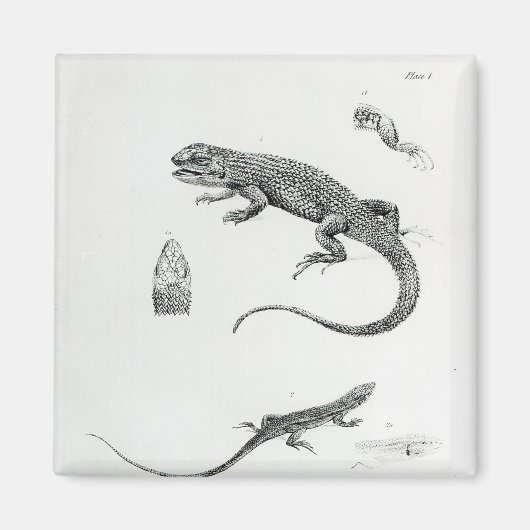 板髪イグアナ マグネット (正面)