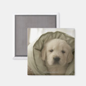 枕のまわりに犬 マグネット (正面/裏面)