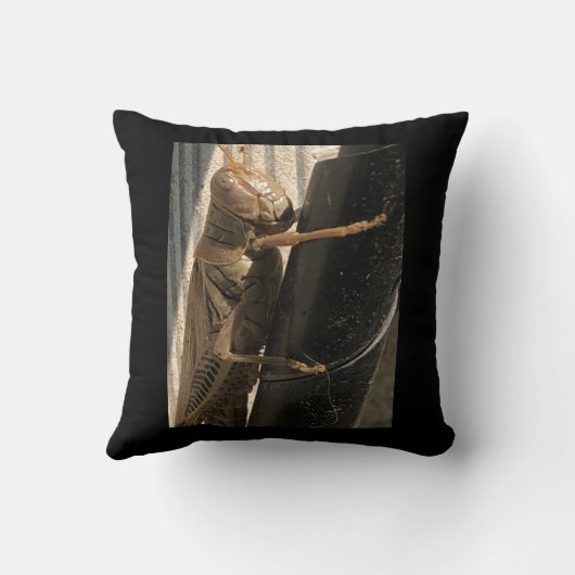 枕バッタ クッション (裏面)