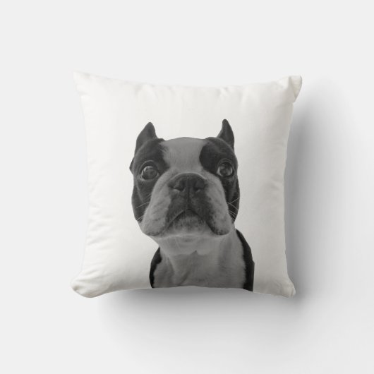 枕ボストンterrior クッション (正面)