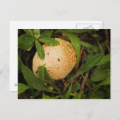 林床のキノコ ポストカード (正面/裏面)