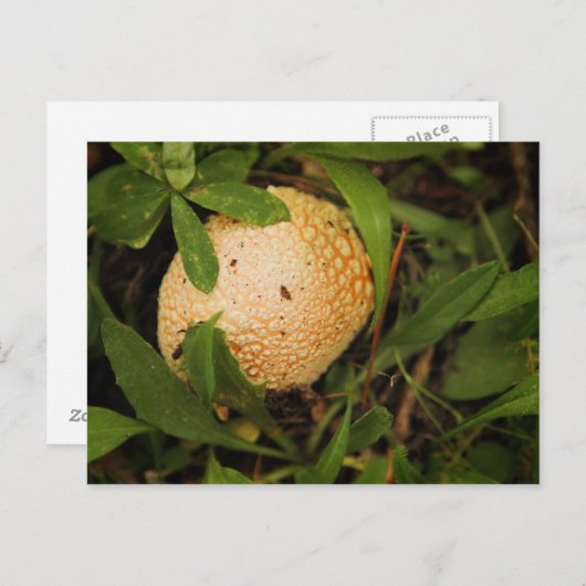 林床のキノコ ポストカード (正面/裏面)