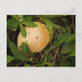 林床のキノコ ポストカード (正面)