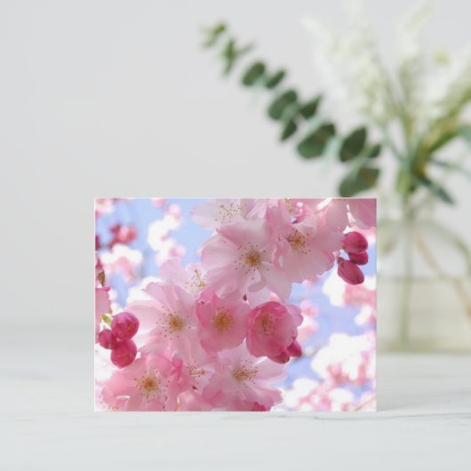 林檎 ポストカード (スタンド正面)