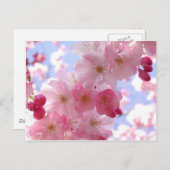 林檎 ポストカード (正面/裏面)