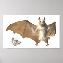 果実の解剖学こうもり-アンティーク版木、銅版、版画