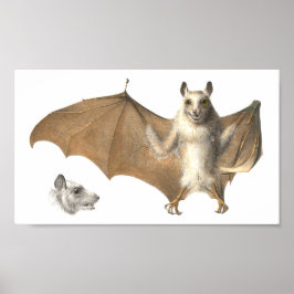 果実の解剖学こうもり-アンティーク版木、銅版、版画 ポスター