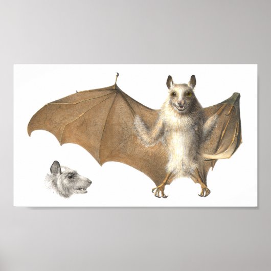 果実の解剖学こうもり-アンティーク版木、銅版、版画 ポスター (正面)