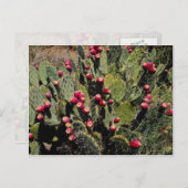 果実をつけたとげのあるナシのサボテン、ソノラン砂漠 ポストカード (正面/裏面)