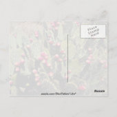 果実をつけたとげのあるナシのサボテン、ソノラン砂漠 ポストカード (裏面)