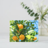 果実オレンジの木 ポストカード (スタンド正面)