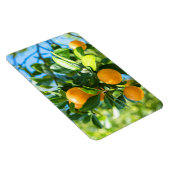 果実オレンジの木 マグネット (右側)