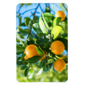 果実オレンジの木 マグネット (縦)