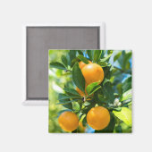 果実オレンジの木 マグネット (正面/裏面)