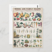 果実植物ヴィンテージ葉書 ポストカード (正面/裏面)