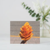 果実花 ポストカード (スタンド正面)