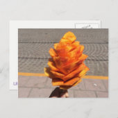 果実花 ポストカード (正面/裏面)