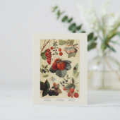 果実 ポストカード (スタンド正面)