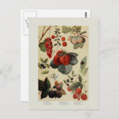 果実 ポストカード (正面/裏面)