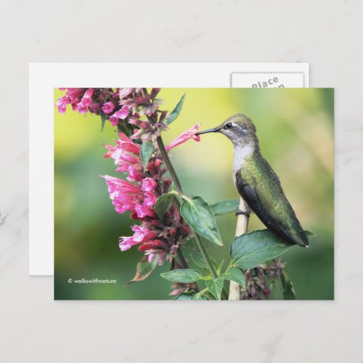果樹の警戒するアンナハチドリ ポストカード (正面/裏面)