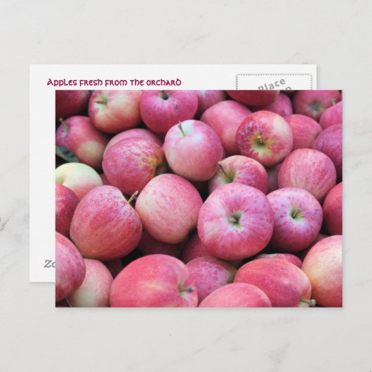 果樹園から生まれたりんご ポストカード (正面/裏面)