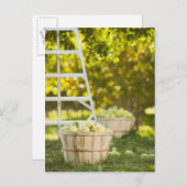 果樹園のリンゴのバスケット ポストカード (正面/裏面)