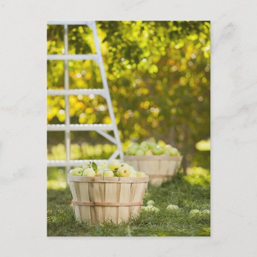 果樹園のリンゴのバスケット ポストカード (正面)