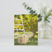 果樹園のリンゴのバスケット ポストカード (スタンド正面)