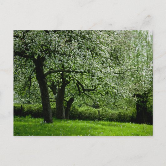 果樹園はがき ポストカード (正面)