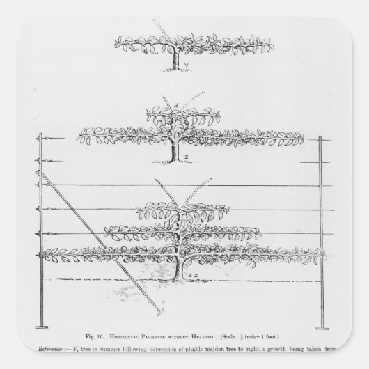 「果樹栽培者」による若木の育成 スクエアシール (正面)
