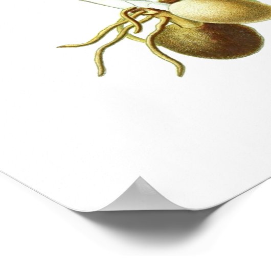 果樹植物相 ポスター (角)