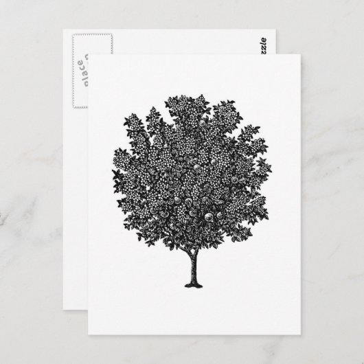 果樹 ポストカード (正面/裏面)