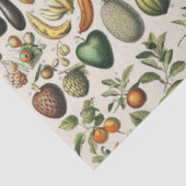 果物 野菜 植物学 科学 イラスト 薄葉紙 (詳細)