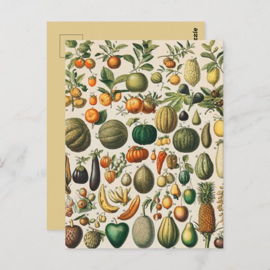 果菜植物科学イラストレーション ポストカード (正面/裏面)