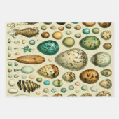 果菜植物科学イラストレーション ラッピングペーパーシート (正面3)