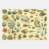 果菜植物科学イラストレーション ラッピングペーパーシート (正面2)