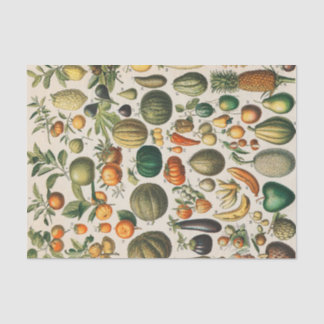 果菜植物科学イラストレーション 薄葉紙